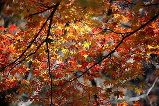 神代植物公園の紅葉の見頃はいつ おすすめスポットは エンジョイ ライフ