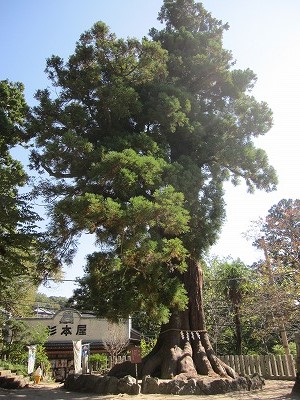筑波山神社の大杉とお水取り