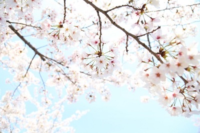 熱海伊豆山の桜にの見ごろは?