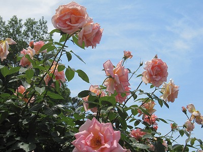 神代植物公園バラと空をとる