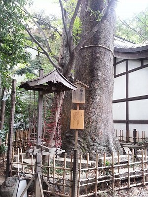 川越氷川神社ご神木 (2)