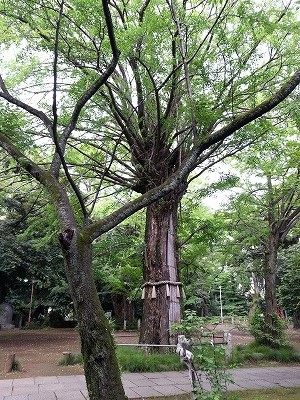 s-赤坂氷川神社 (1)