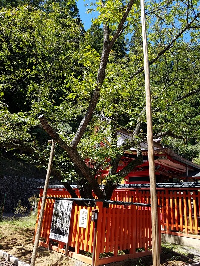 金桜神社うこん桜